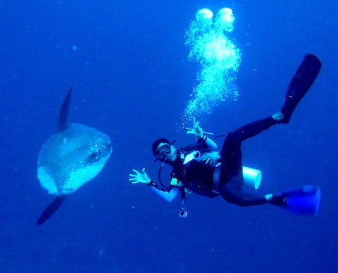 eight-molas-in-one-dive-in-lembongan