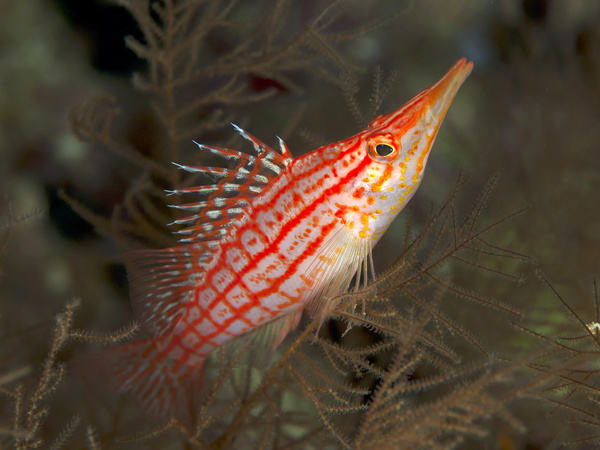 longnose-hawkfish longnose hawkfish