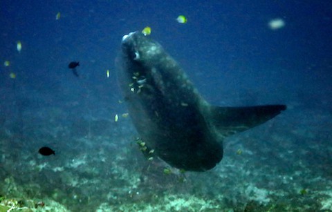 mola-season mola season