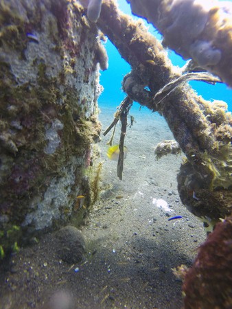 ornate ghost pipefish amed ornate ghost pipefish amed