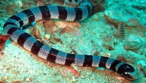 sea-snake-in-lembongan sea snake