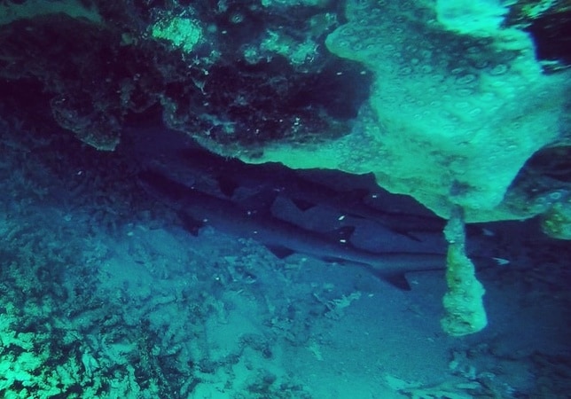 reef sharks reef sharks