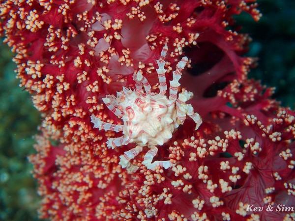 soft coral crabs soft coral crabs