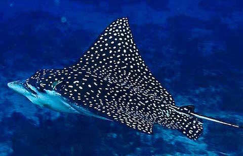 spotted-eagle-ray spotted eagle ray