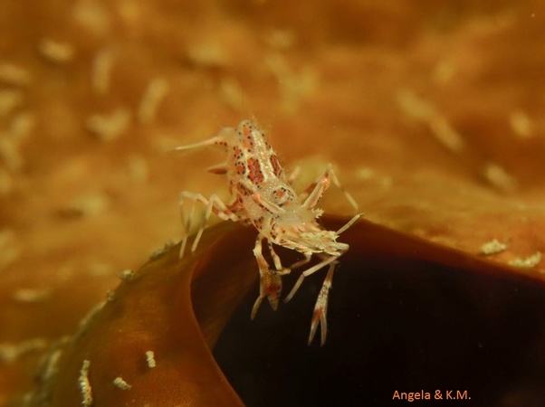 tiger crab lembeh lemebh