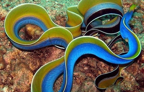 yellow-and-blue-fibbon-eel-in-lembongan blue Ribbon Eel