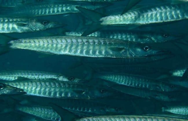 Chevron Barracuda in amed