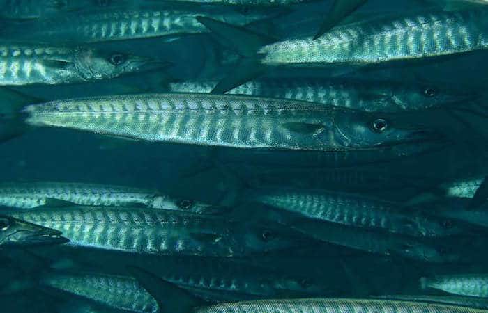 Chevron Barracuda in amed
