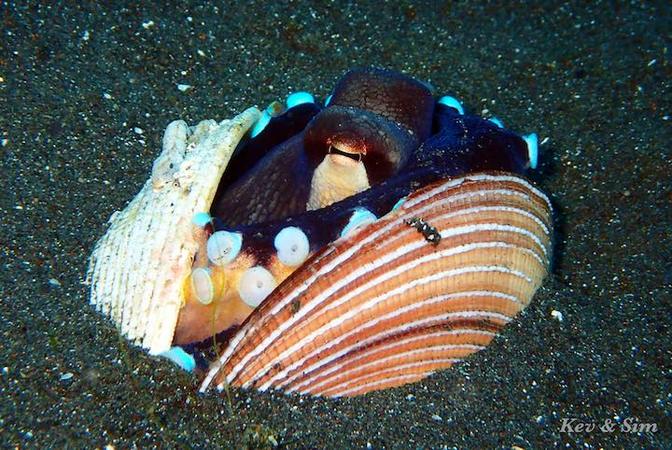 Coconut Octopus On Holiday In Lembeh