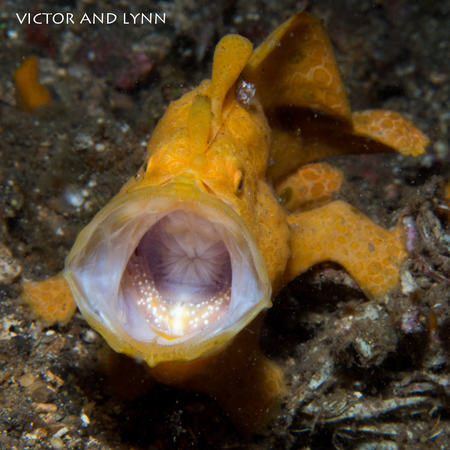frogfish painted frogfish