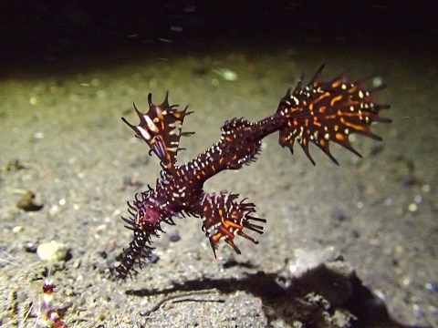 Ghost-Pipefish ghost pipefish