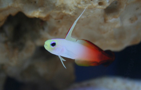 Fire Goby
