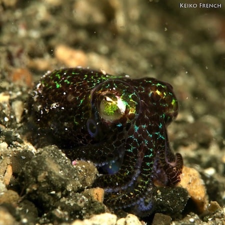Lembehs Bobtail Squid