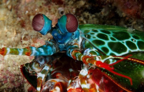 mantis-shrimp-in-lembongan Peacock Mantis shrimp