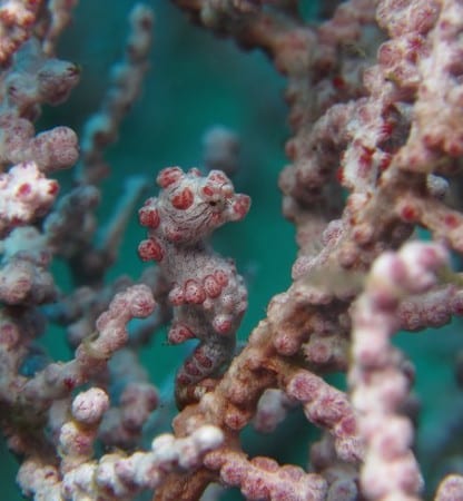pygmy-seahorse-amed pygmy seahorse