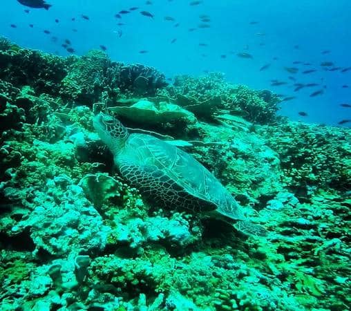 turtle-ga Discover Scuba