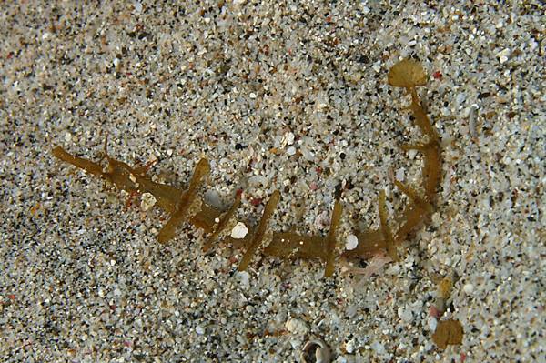 winged-pipefish-gili winged-pipefish-gili