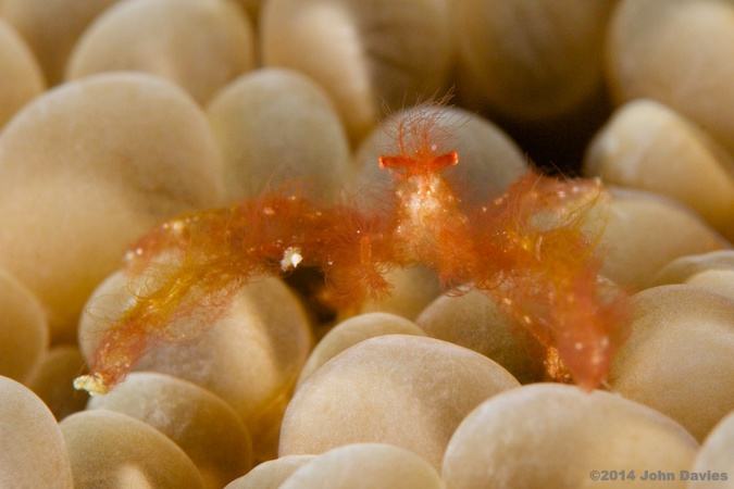 Orangutan Crab orangutan crab