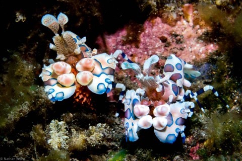 Divemaster Amed Divemaster Amed