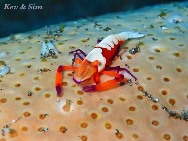 Emperor Shrimp adds a little Royalty in Lembeh