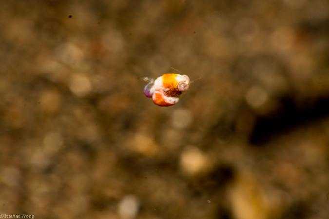 Idiomysis – two fish divers Idiomysis