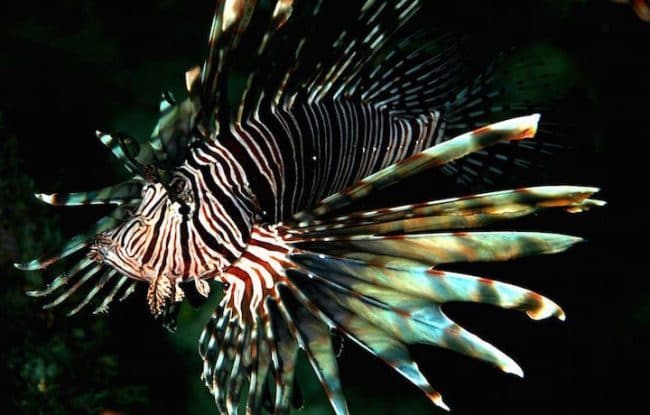 Lionfish in lembongan