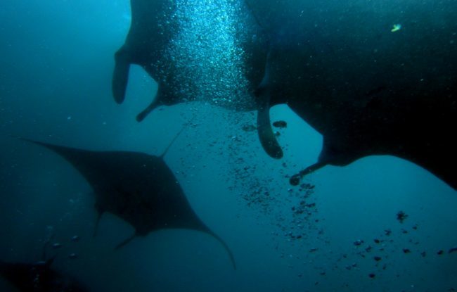 Mantas manta point lembongan
