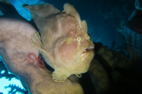 Marynell 5 – blog cool drift dives; coral walls Bunaken