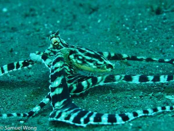 Mimic Octopus Mimic Octopus