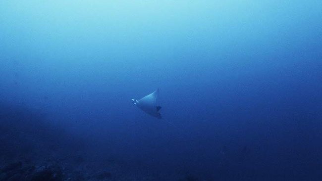 Tech diving in South Lombok with Mobula rays