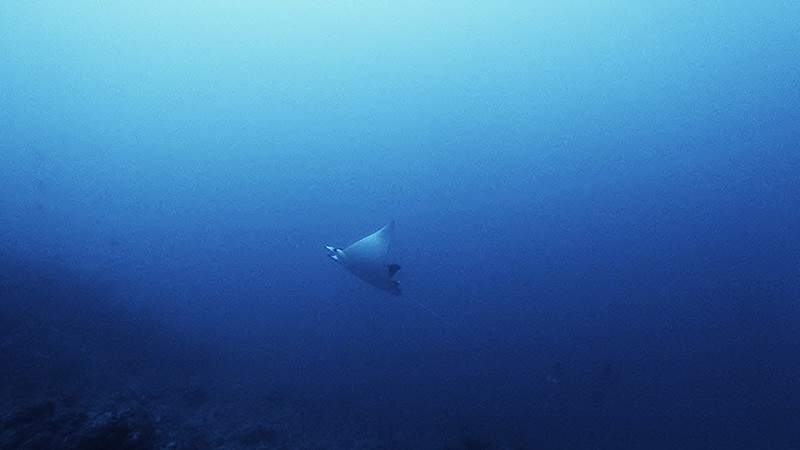 Tech diving in South Lombok with Mobula rays