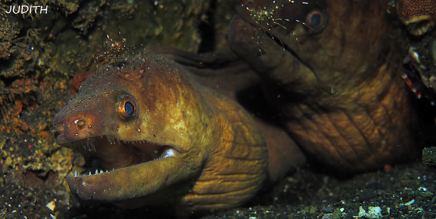 Moray Eels Clean up in Lembeh Moray Eels Clean up in Lembeh