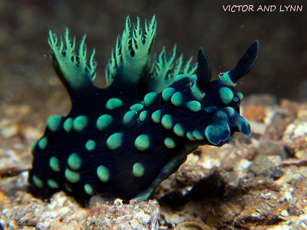 The Nembrotha Cristata Simply Delights in Lembeh