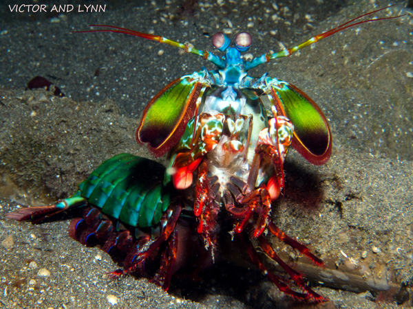 Peacock Mantis Shrimp Show Off In Lembeh Peacock Mantis Shrimp Show Off In Lembeh