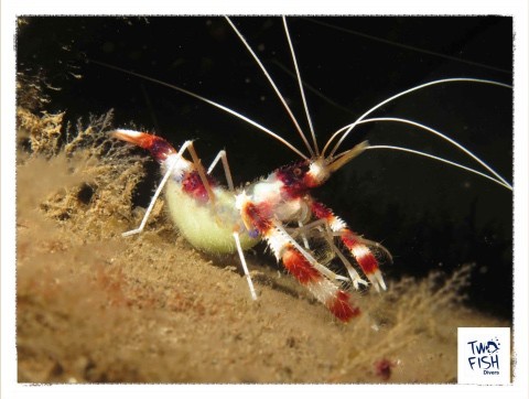 Shrimpy banded coral shrimps