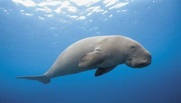 dugong dugong