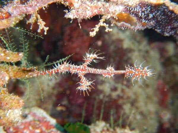 ornate ghostpipefish