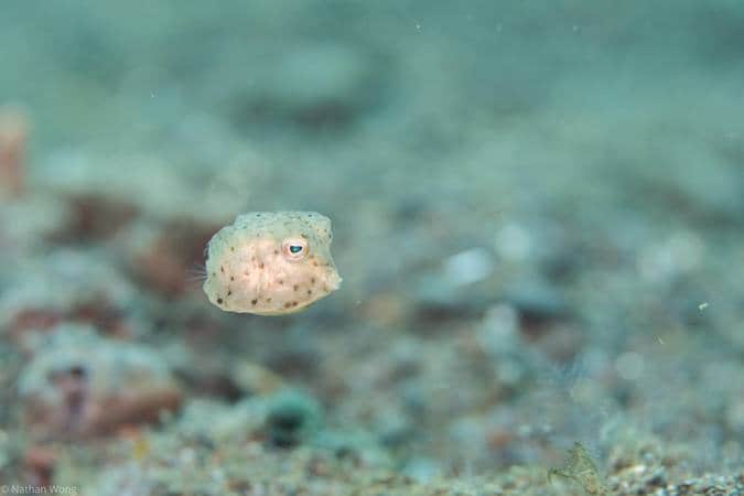 juvenile yellow boxfish