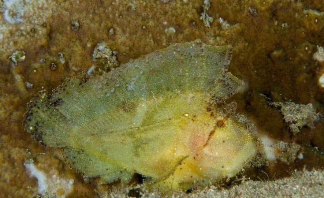 leaf-scorpion-fish leaf scorpion fish