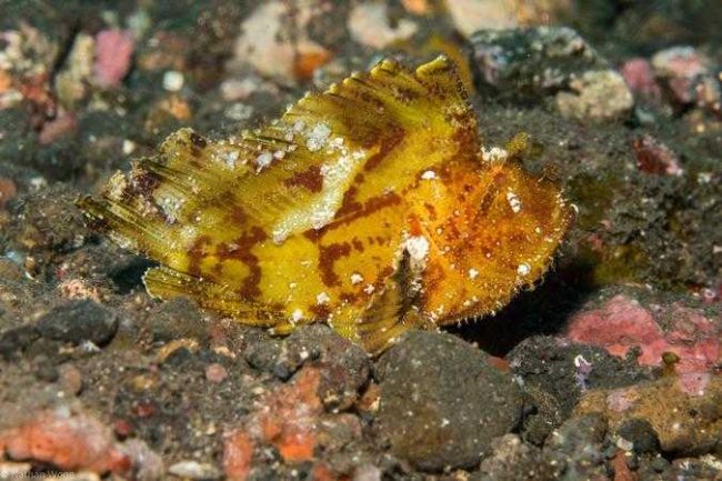 Leaf Scorpionfish Leaf Scorpionfish