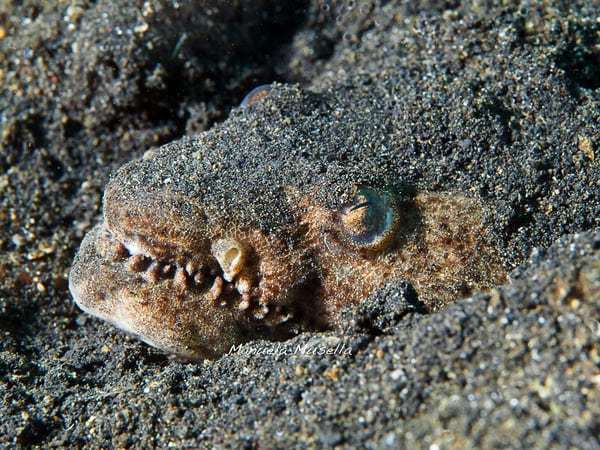 Crocodile Snake Eel Crocodile Snake Eel