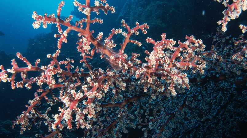 divers in Bunaken divers in Bunaken 1
