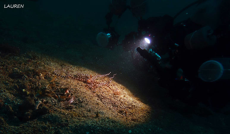 divemaster trainee lauren divemaster trainee lauren