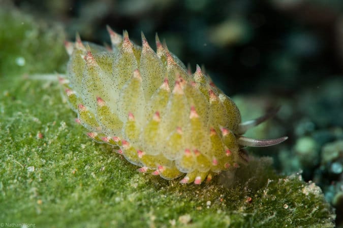 Kuro Sapsucking Slug Kuro Sapsucking Slug - Scuba diving in Amed