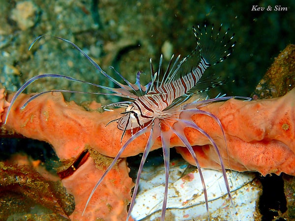 Lovely Lionfish of Lembeh