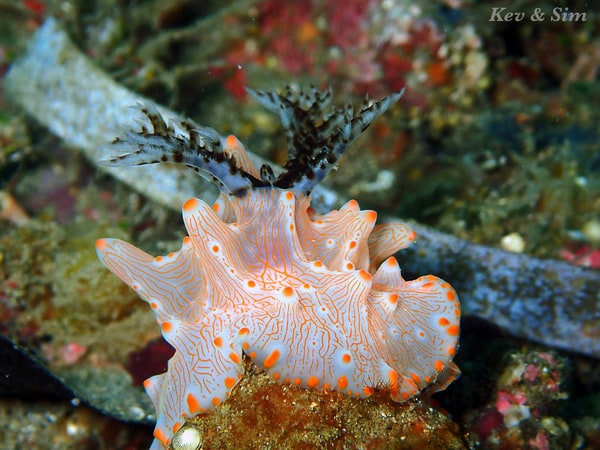 Lembeh is Nudibranch Heaven Lembeh is Nudibranch Heaven