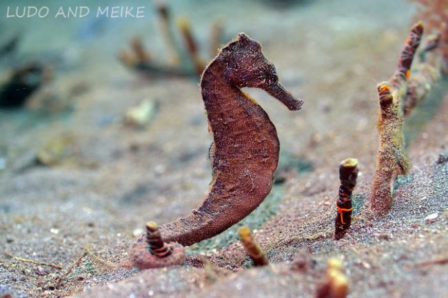 seahorses in Lembeh seahorses in Lembeh