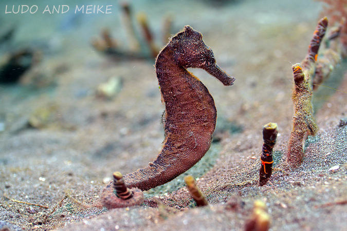 seahorses in Lembeh seahorses in Lembeh