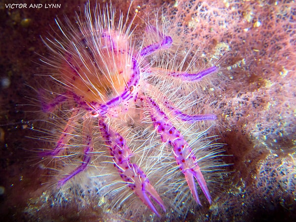 Hairy Squat Lobster Lands in Lembeh Hairy Squat Lobster Lands in Lembeh