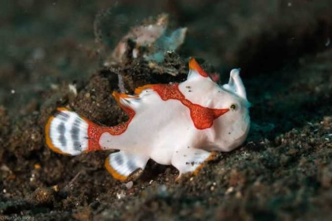 Warty Frogfish – Clown Frogfish warty frogfish - bunaken - Clown Frogfish